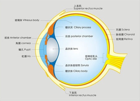 告訴你個(gè)“小秘密”：為什么眼睛不怕冷？